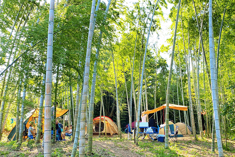 竹林のキャンプサイトの様子